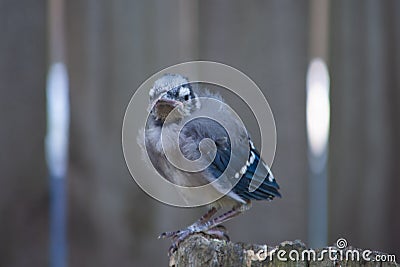 Baby Blue Jay Fledgling Bird Stock Photo