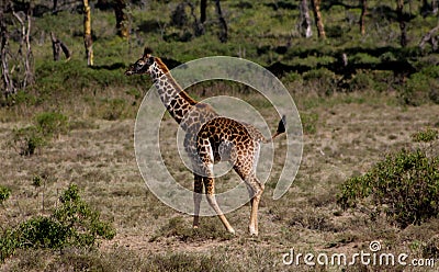 Small baby giraffe Stock Photo