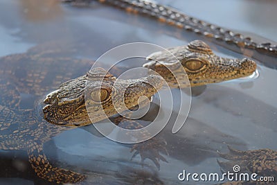 small baby juvenile crocodile Stock Photo