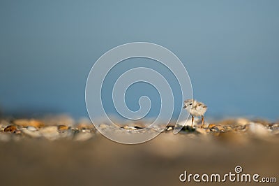 Small baby piping plover on the sandy shore Stock Photo