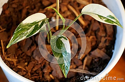 Small baby plant of the variegated Epipremnum pinnatum albo Stock Photo