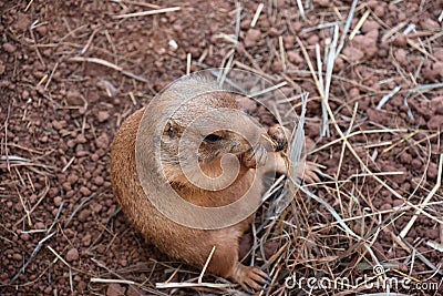 Small Baby Prairie Dog Eating a Snack Stock Photo