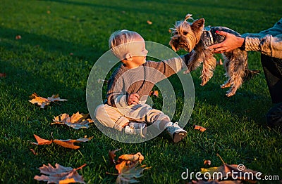 Small baby toddler on sunny autumn day walk with dog. Warmth and coziness. Happy childhood. Sweet childhood memories Stock Photo