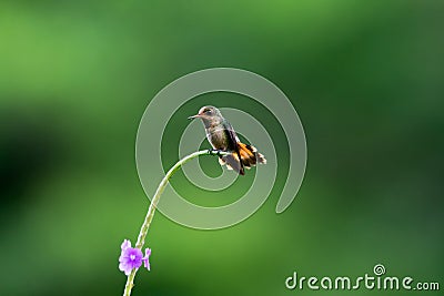 Small baby Tufted Coquette hummingbird perching on a vine with tail flared Stock Photo