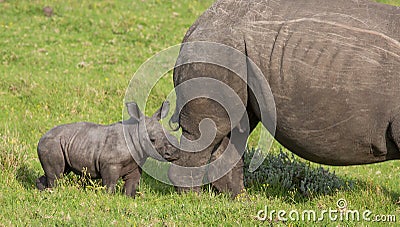 Small Baby White Rhino Stock Photo