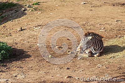 A small baby Zebra - Hippotigris lies on the ground Stock Photo