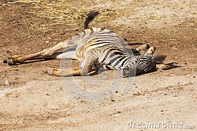 A small baby Zebra - Hippotigris lies on the ground Stock Photo