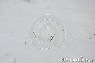 Grass poking through snow Stock Photo