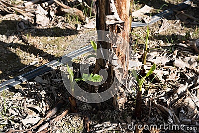 Small banana tree Stock Photo