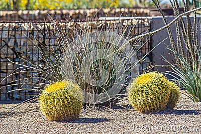 Small Barrel Cactus With Barbs In Desert Park Stock Photo