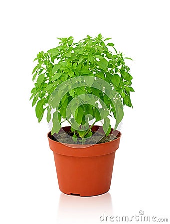 Small basil kind of Aristotle in a pot isolated Stock Photo