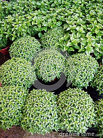 Small Basil Plants Stock Photo