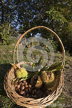 Small basket with chestnuts and husks Stock Photo