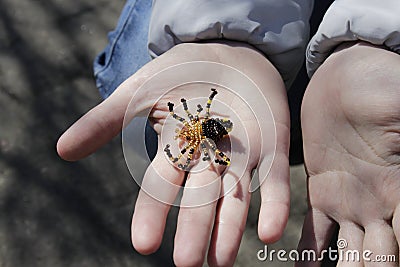 Small bead spider in the hands. Stock Photo