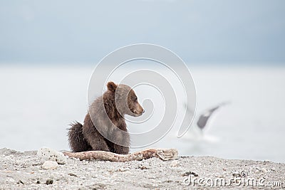 Small bear cub and seagull Stock Photo