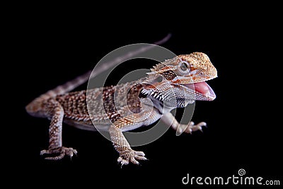 Small bearded dragon isolated on black Stock Photo