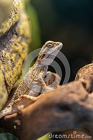 Small bearded dragon standing on a branch in a vivarium Stock Photo