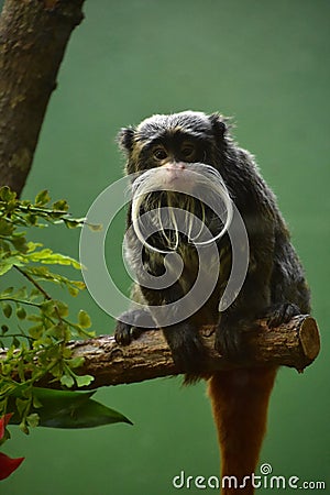 Small Bearded Emperor Tamarin Monkey Sitting on a Branch Stock Photo