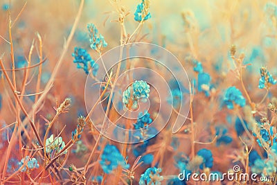 Vintage blue spring summer wild small flowers field Stock Photo