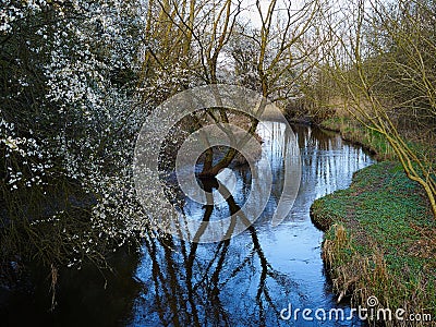 Small beautiful brook stream in a forest Stock Photo