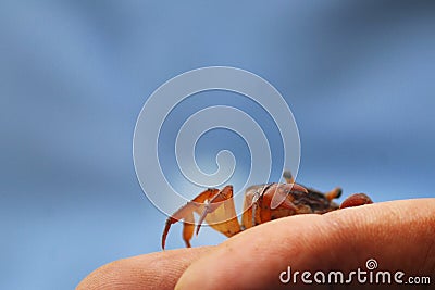 Small and Beautiful Crab Stock Photo