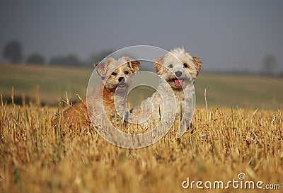 Two small beautiful dogs are sitting in a stubble field Stock Photo