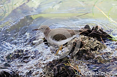 Small Dunlin marine bird avian from south florida Miami Beach Stock Photo