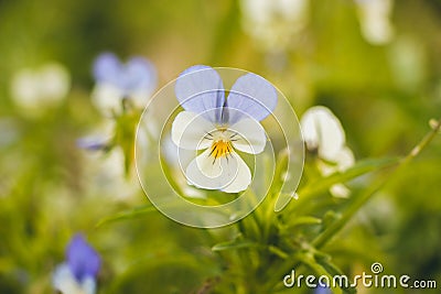 A small beautiful flower of several colors and bright petals grows on the lawn on the edge of the village. He gently bathes in the Stock Photo