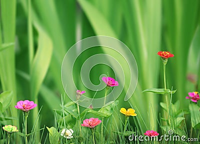 Small beautiful flowers in the garden Stock Photo