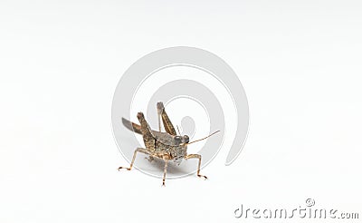 Small beautiful grasshopper front view closeup in white background stock photo Stock Photo
