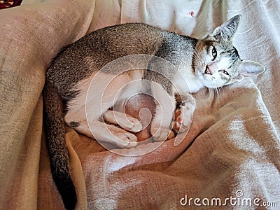 Small beautiful kitten sleeping on the bed Stock Photo