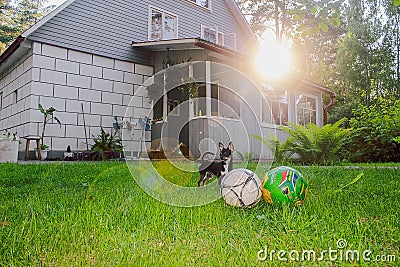 Small Beautiful Nimble pocket black cute Chihuahua Dog i Stock Photo