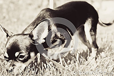 Small Beautiful Nimble pocket black cute Chihuahua Dog i Stock Photo