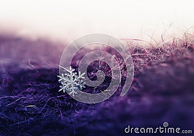 Small beautiful shiny snowflake dropped on a warm lilac knitted Stock Photo