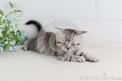 A small beautiful striped gray-white kitten lies on white background. Selective focus Stock Photo