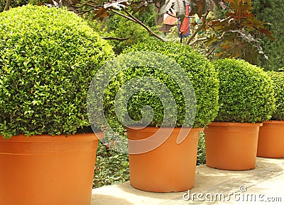 Small beautiful trees in pots Stock Photo