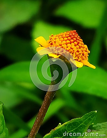 Small and beautiful yellow flower Stock Photo