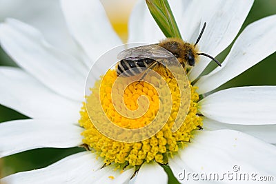 Small bee on a daisy blossom Stock Photo