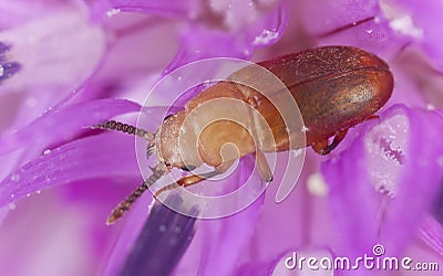 Small beetle feeding on flower Stock Photo