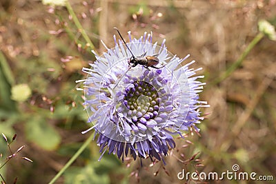 Small beetle feeding on purple flower. Macro shot of insect Stock Photo