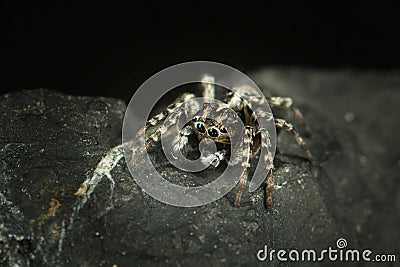 Small beetle macro tiny spider Stock Photo