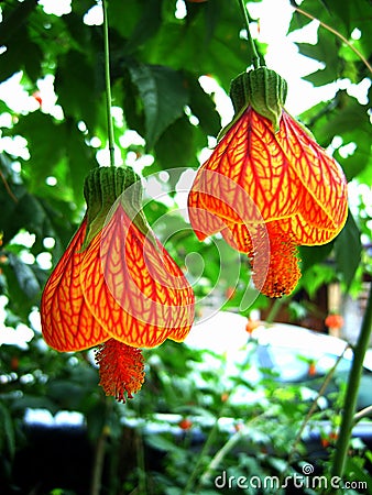 Small bell flower Stock Photo