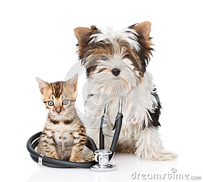 Small bengal cat and Biewer-Yorkshire terrier puppy with stethoscope. isolated on white Stock Photo