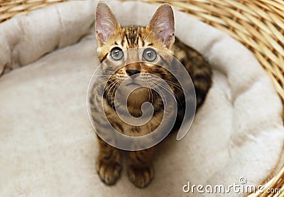 Small bengal kitten Stock Photo