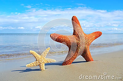 Small and big starfish. Stock Photo