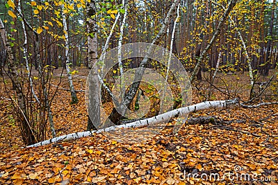 Small birch grove covered by red dry leaves Stock Photo