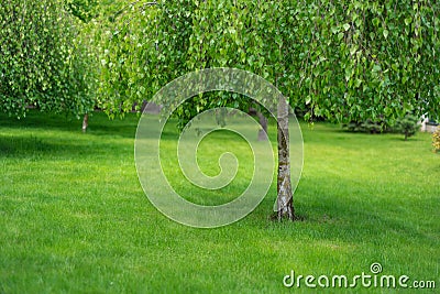 Small birch tree in the garden Stock Photo