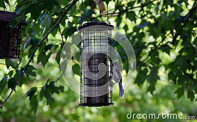 Small Bird on Bird Feeder Stock Photo