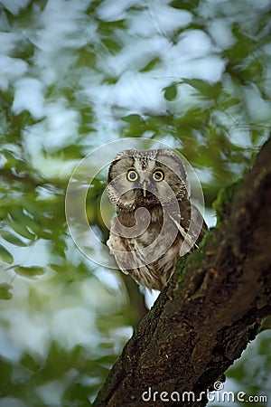 Small bird Boreal owl, Aegolius funereus, sitting on the tree branch in nece green forest background Stock Photo