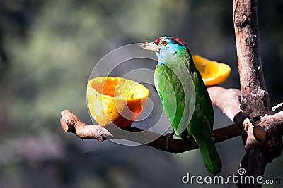 Small bird eating Stock Photo